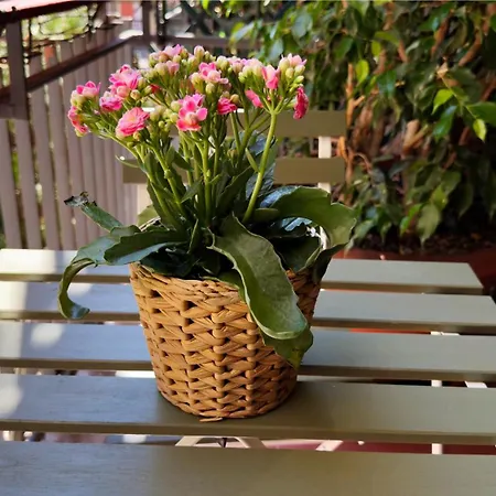 Apartman Petershouse Bari